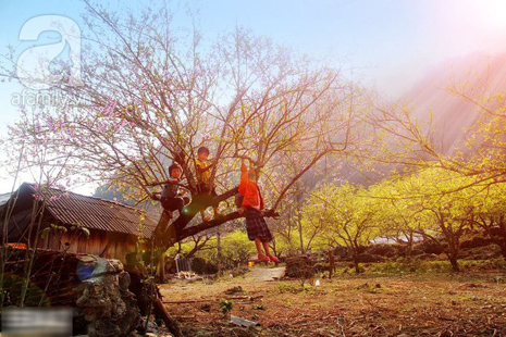 hoa đào mộc châu