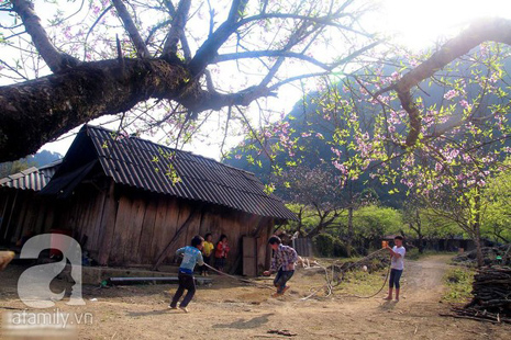 hoa đào mộc châu