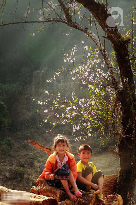 hoa đào mộc châu