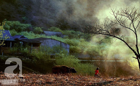 hoa đào mộc châu