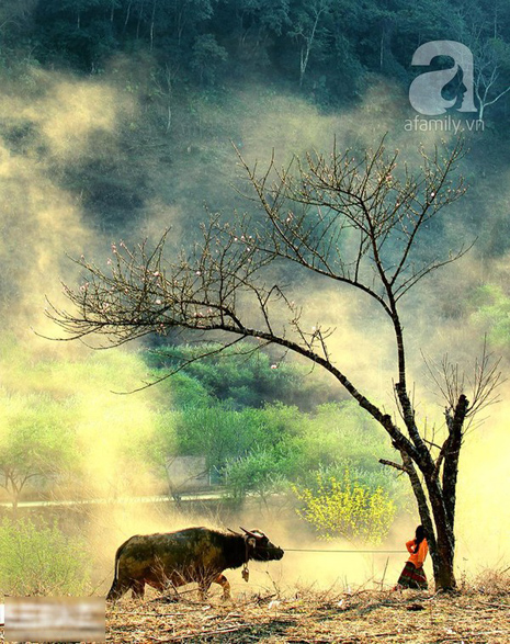 hoa đào mộc châu