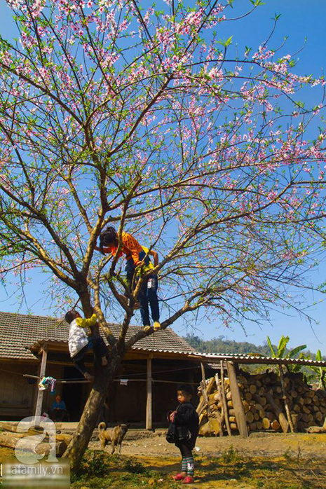 hoa đào mộc châu