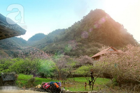 hoa đào mộc châu