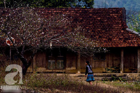 hoa đào mộc châu