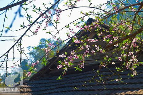 hoa đào mộc châu