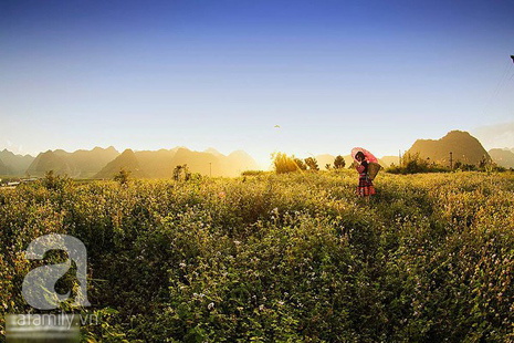 hoa đào mộc châu