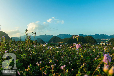 hoa đào mộc châu