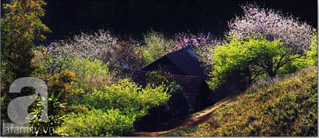 hoa đào mộc châu