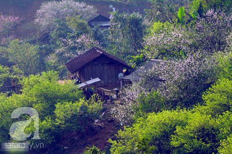 hoa đào mộc châu