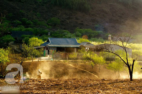 hoa đào mộc châu